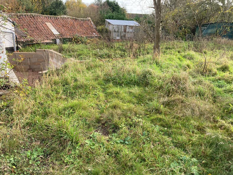 overgrown lawn before picture