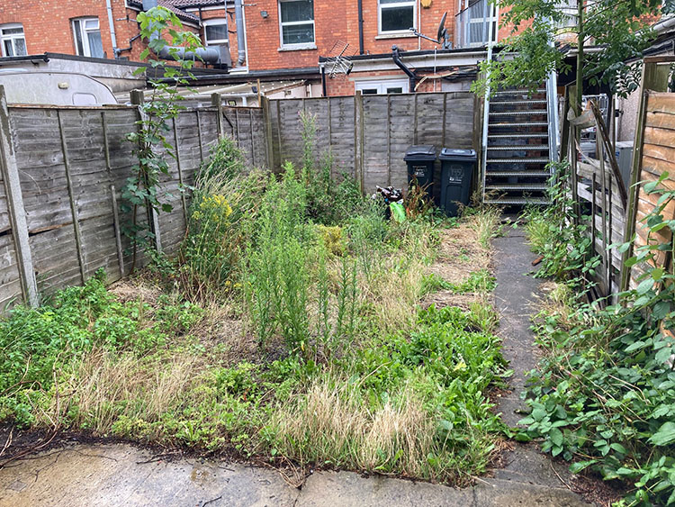 An overgrown garden before