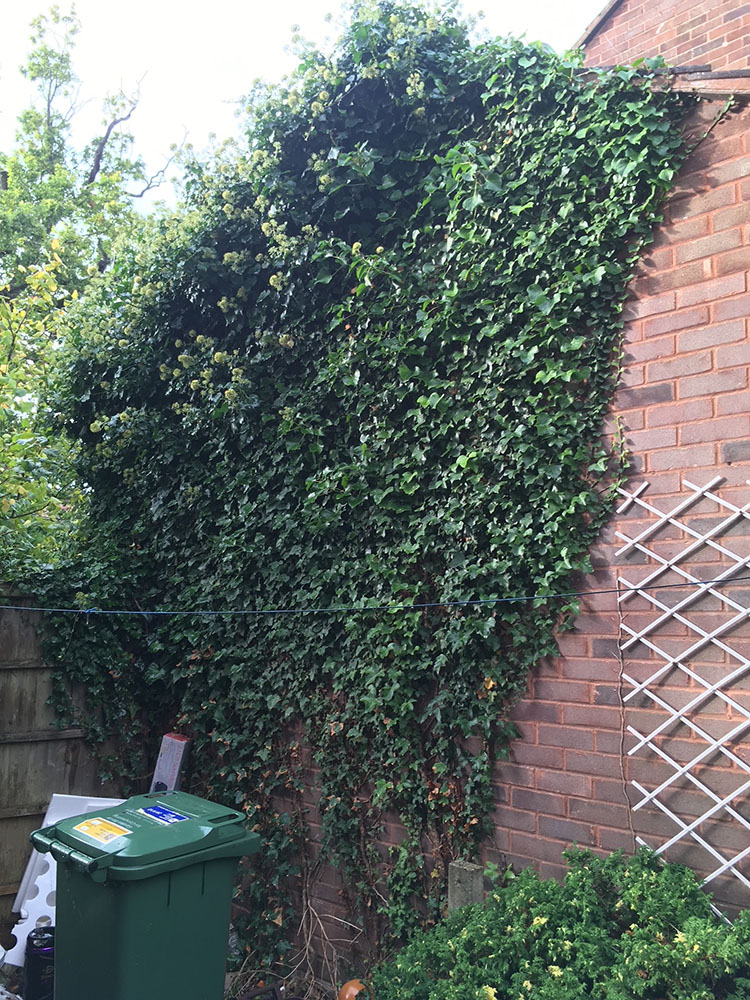 Overgrown ivy on a wall