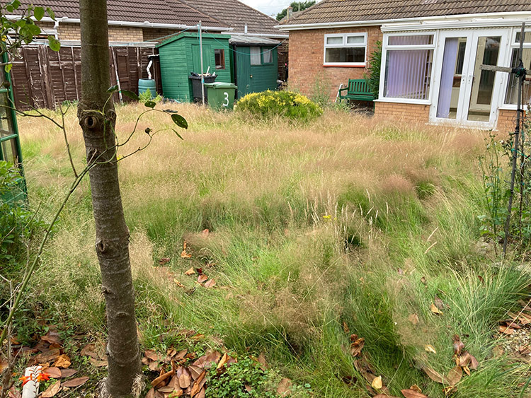 An overgrown garden full of grass before