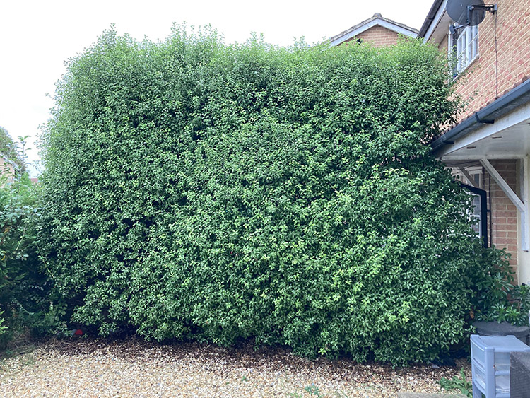 An overgrown hedge before