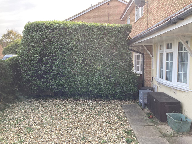 A well trimmed hedge