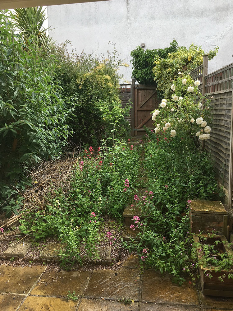 An overgrown garden before